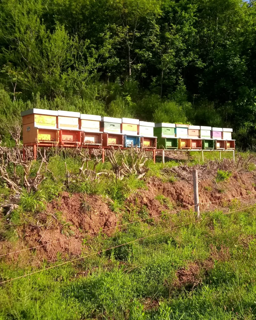 Arnie colorate in collina