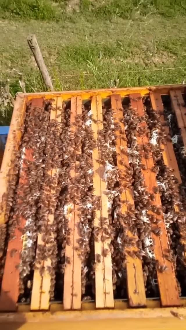 Cosa mangiano le api in inverno?